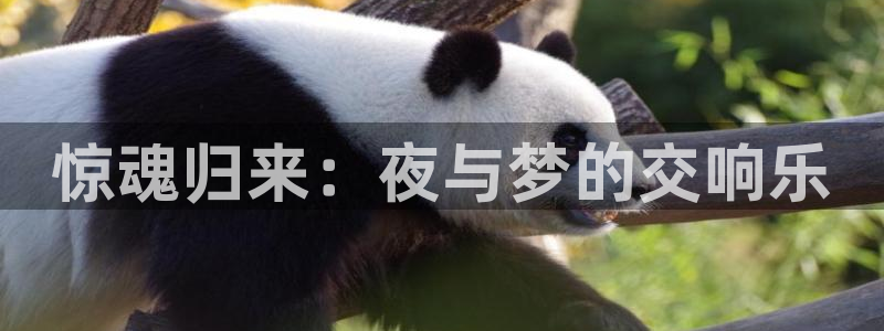 上海五星体育回放