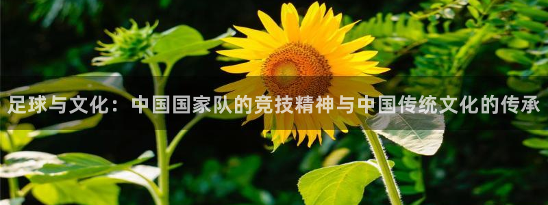 足球与文化：中国国家队的竞技精神与中
